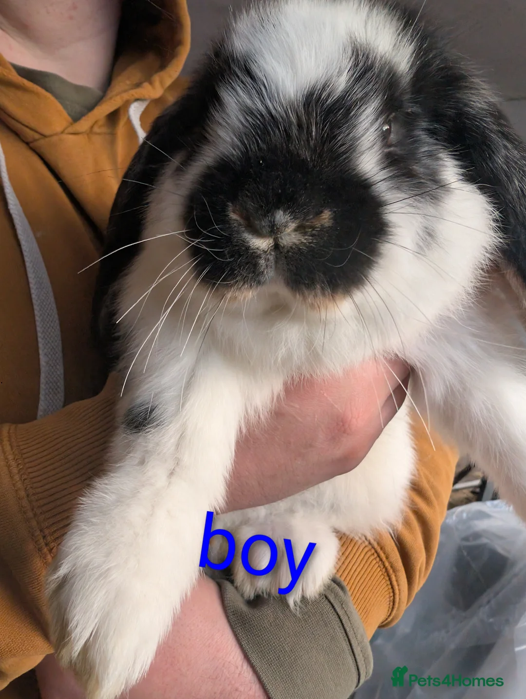 French Lop rabbits for sale: Giant French lop  - Advert 5