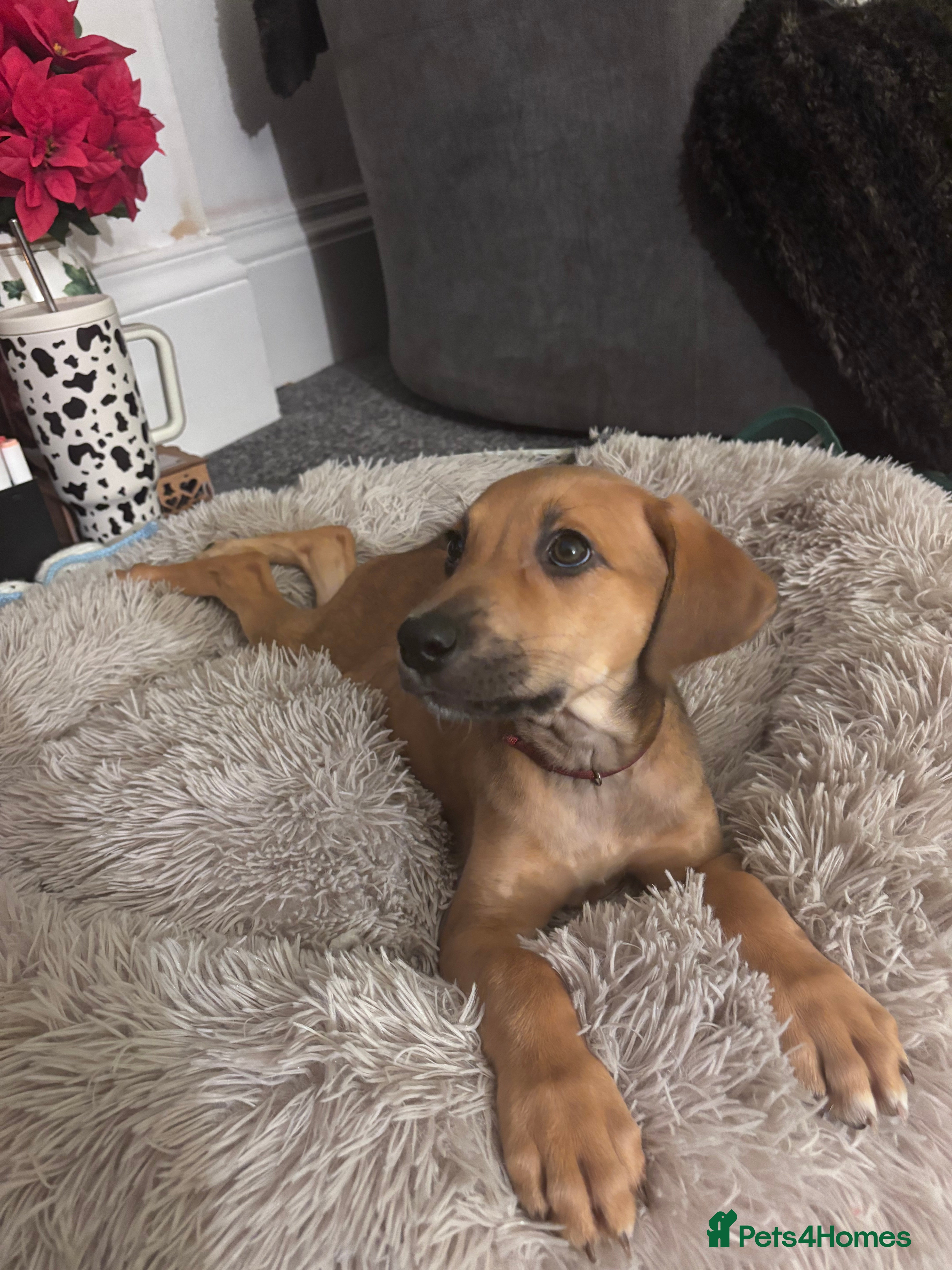 Mixed Breed dogs Saluki Bull Grey Puppies 🐶⭐️ - Advert 17