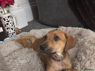 Mixed Breed dogs Saluki Bull Grey Puppies 🐶⭐️ - Advert 2
