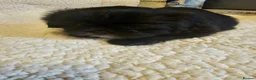 Shih Tzu dogs for sale: Shi tzu puppy's  - Advert 22
