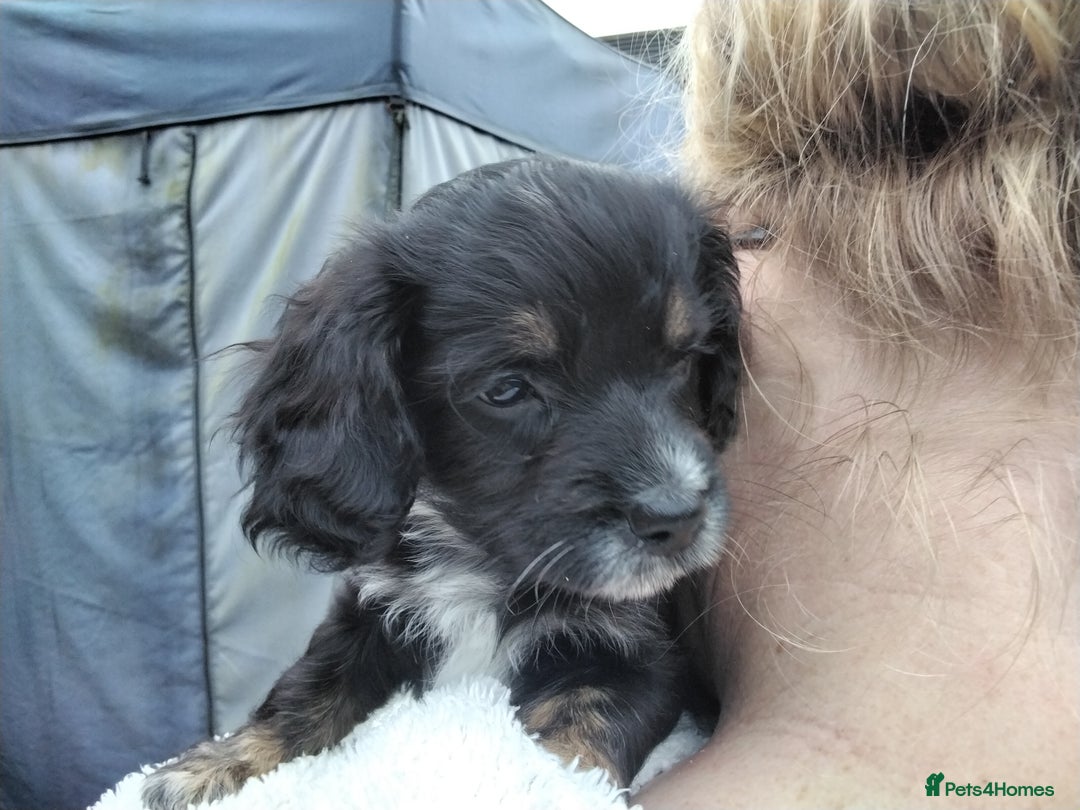 Mixed Breed dogs for sale: COCKAPOO/MORKIE - Advert 2