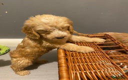 Labradoodle dogs for sale:  Australian Labradoodles Show Cocker Spaniel - Image 9