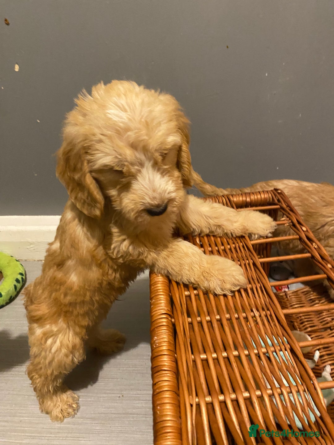 Labradoodle dogs for sale:  Australian Labradoodles Show Cocker Spaniel - Image 9