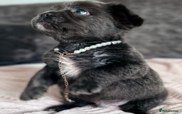 French Bulldog dogs for sale: FLUFFY FRENCH BULLDOGS  - Image 1