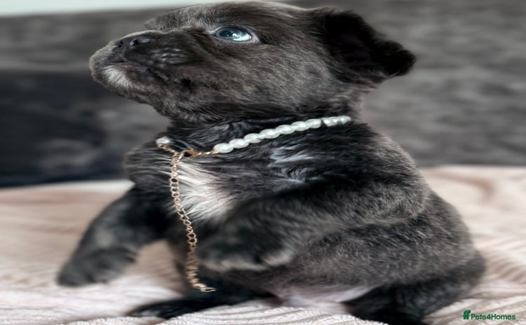 French Bulldog dogs - Advert 14