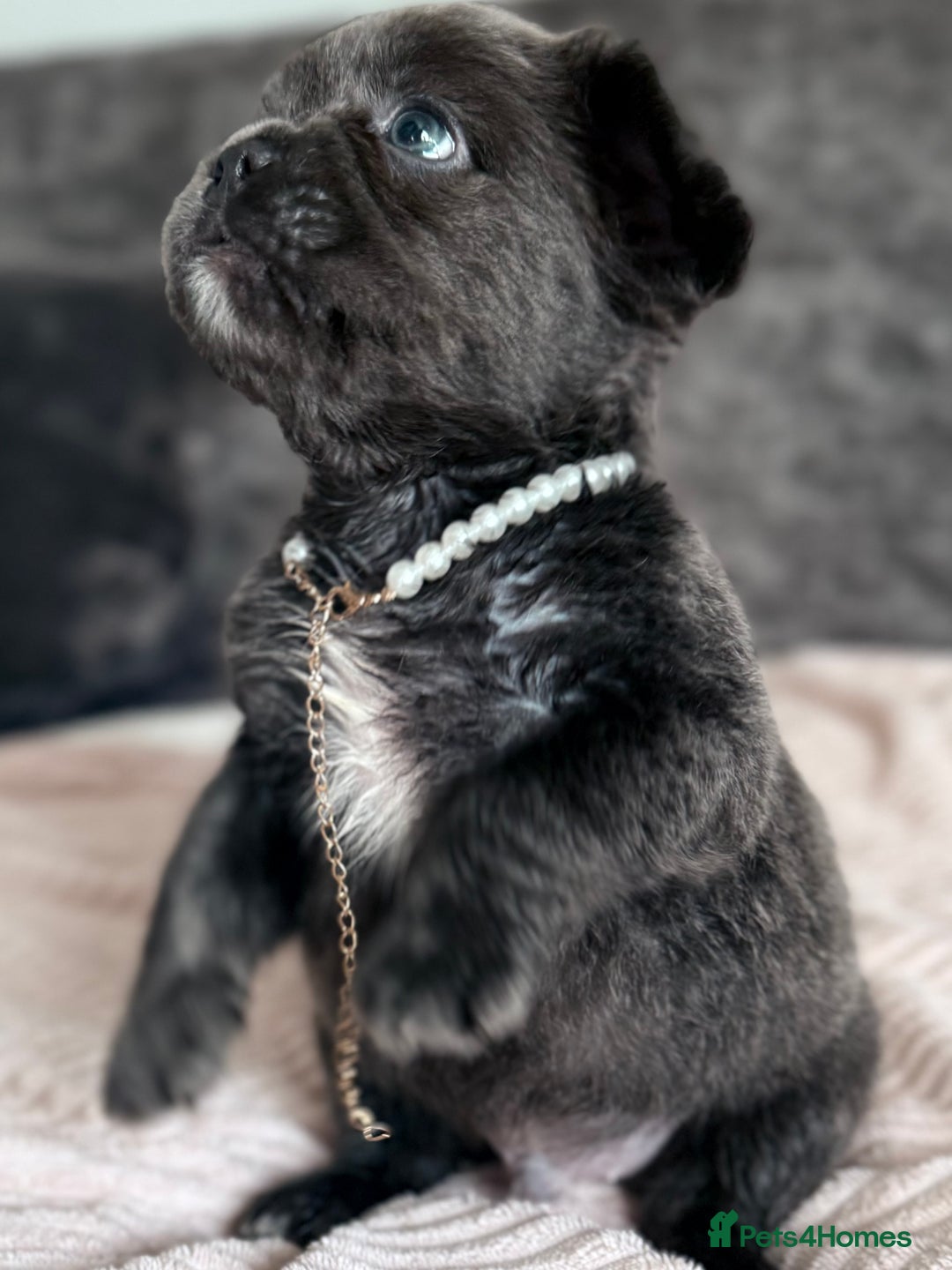 French Bulldog dogs for sale: FLUFFY FRENCH BULLDOGS  - Image 1