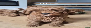 Cavapoo 5
