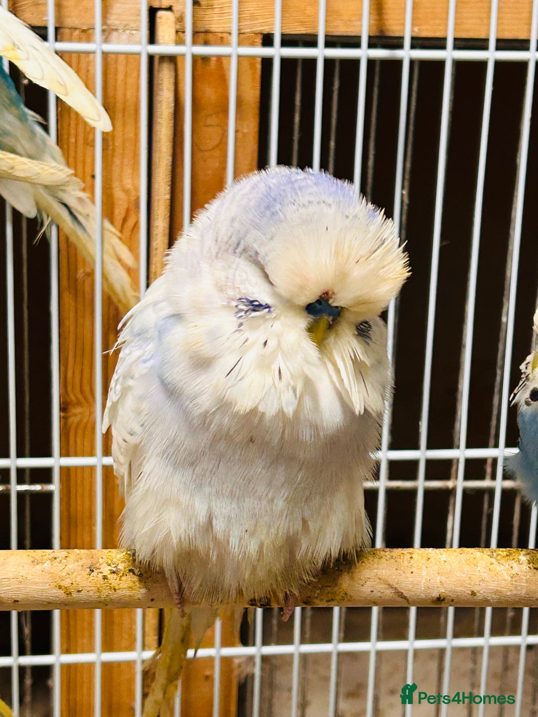 Budgerigars birds for sale: Various colour/ages budgies for sale  - Advert 7