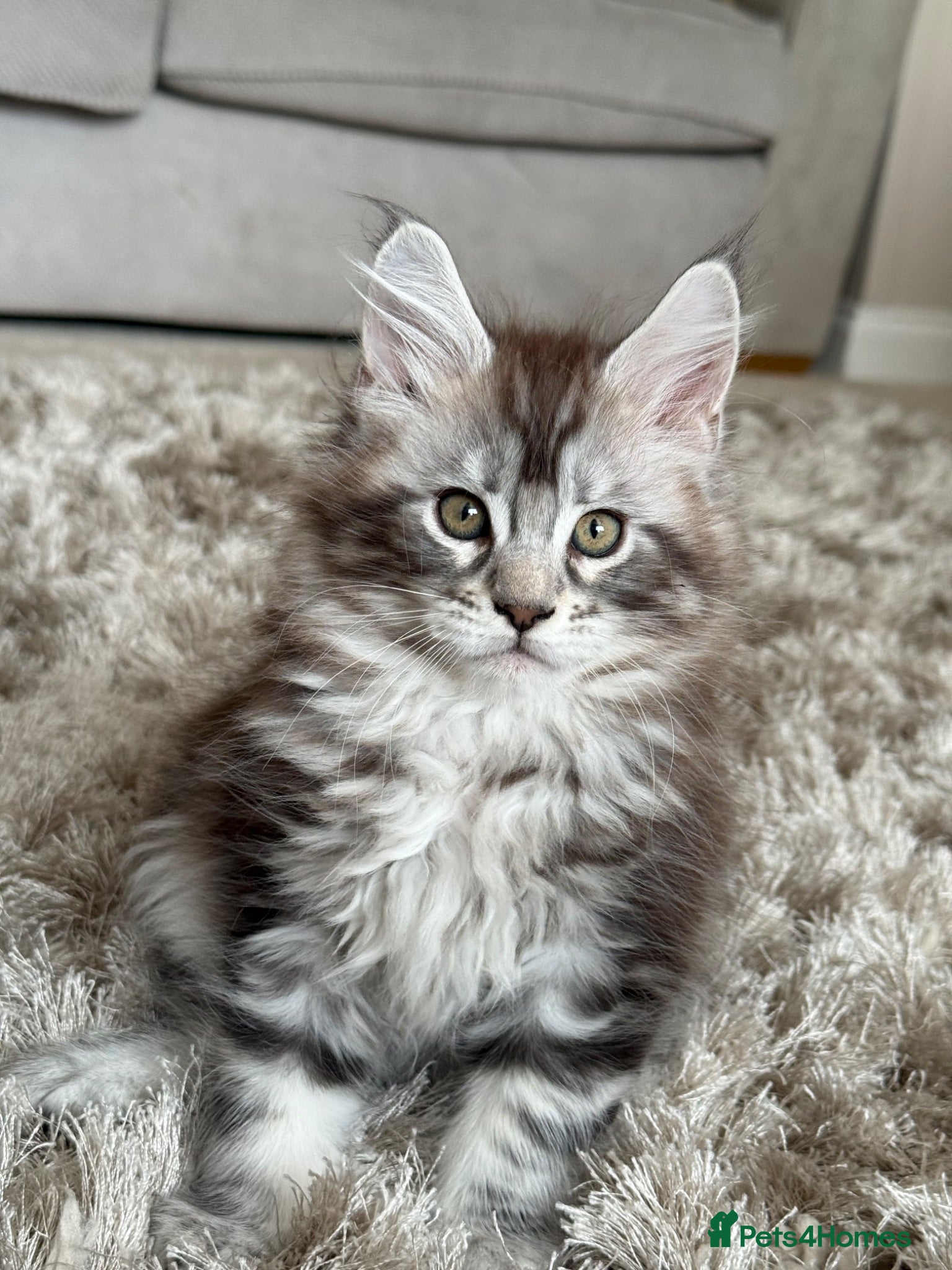 Maine Coon cats for sale: Tica registered  - Advert 1