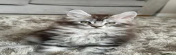 Maine Coon cats for sale: Tica registered  - Advert 8