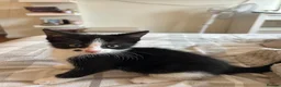 Mixed Breed cats for sale: Tuxedo Female Kitten  - Advert 1