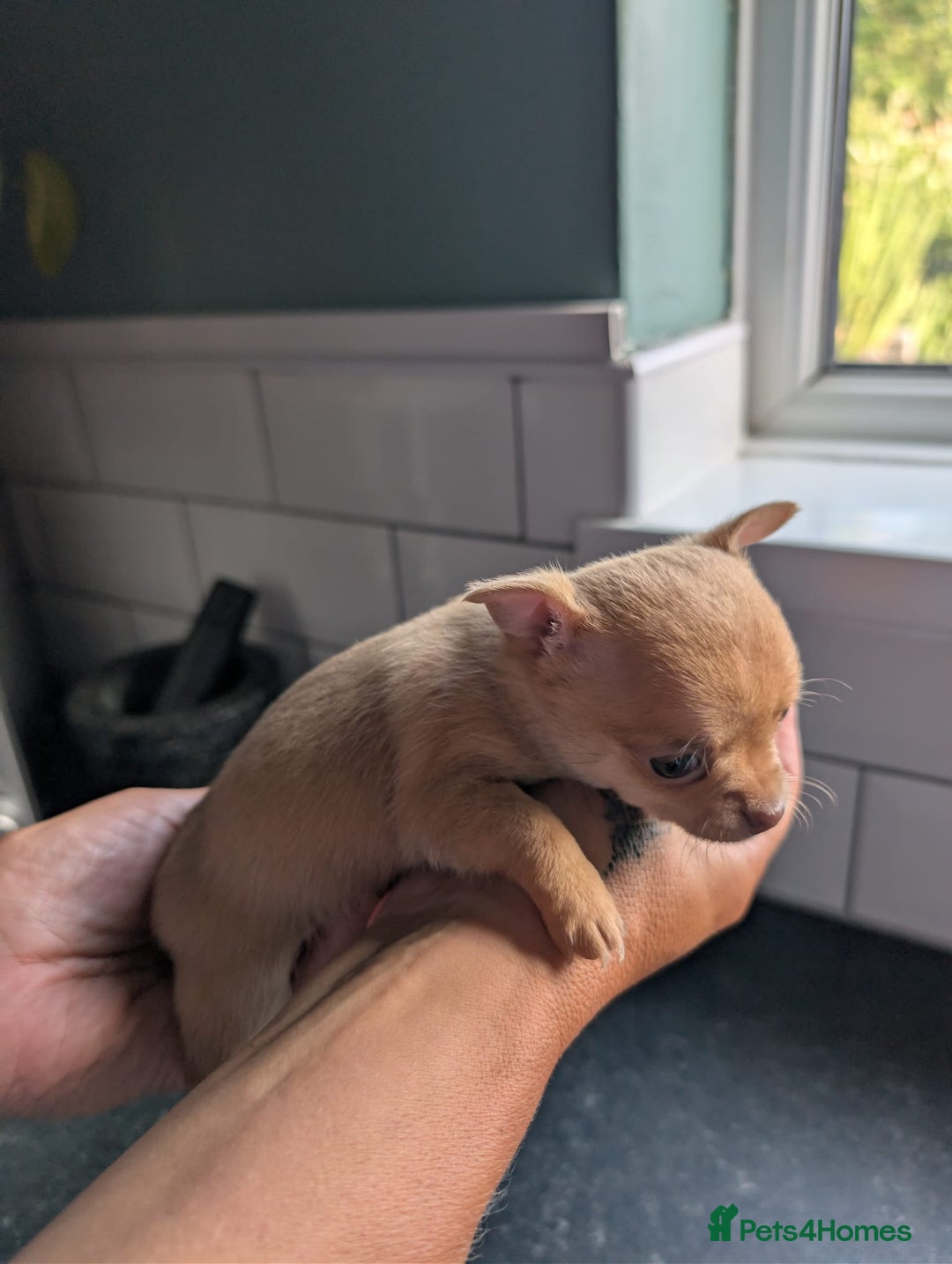 Chihuahua dogs for sale: Two chihuahua baby girls, black long haired!!!! - Image 12
