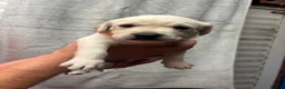 Labrador Retriever dogs for sale: KC Registered Labrador puppies - Advert 3