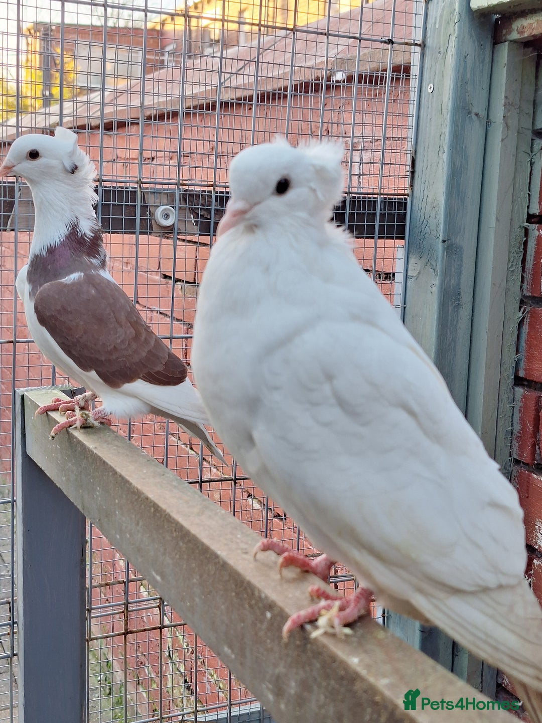 Pigeons birds for sale: 7 Pigeons for sale - Advert 17