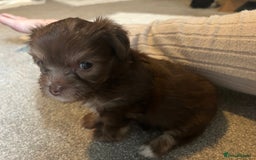 Chorkie dogs for sale: Outstanding chorkie puppies  - Image 4