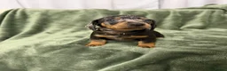 Dachshund dogs for sale: Dachshund - Advert 17