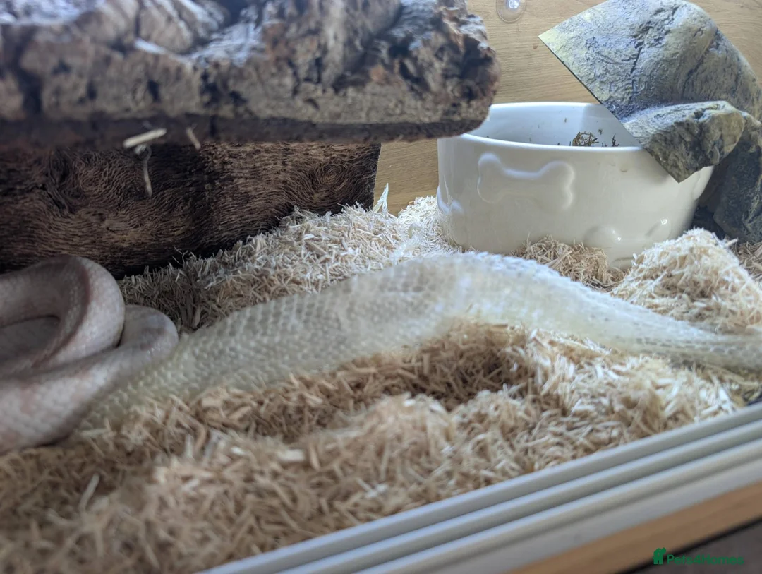 Corn Snake reptiles for sale: cornsnake  in Peterborough - Advert 2