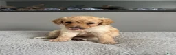 Cockapoo dogs for sale: *LAST ONE READY TO LEAVE* Cockapoo F1BB Puppies - Advert 14