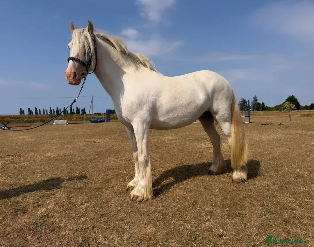 Irish Cob horses for sale: super safe, fun, ex riding school favourite.  - Advert 2