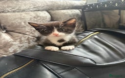 Domestic Shorthair cats for sale: X3 kittens for sale all male  - Image 3