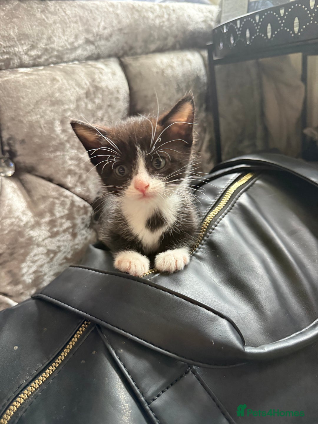 Domestic Shorthair cats for sale: X3 kittens for sale all male  - Image 3