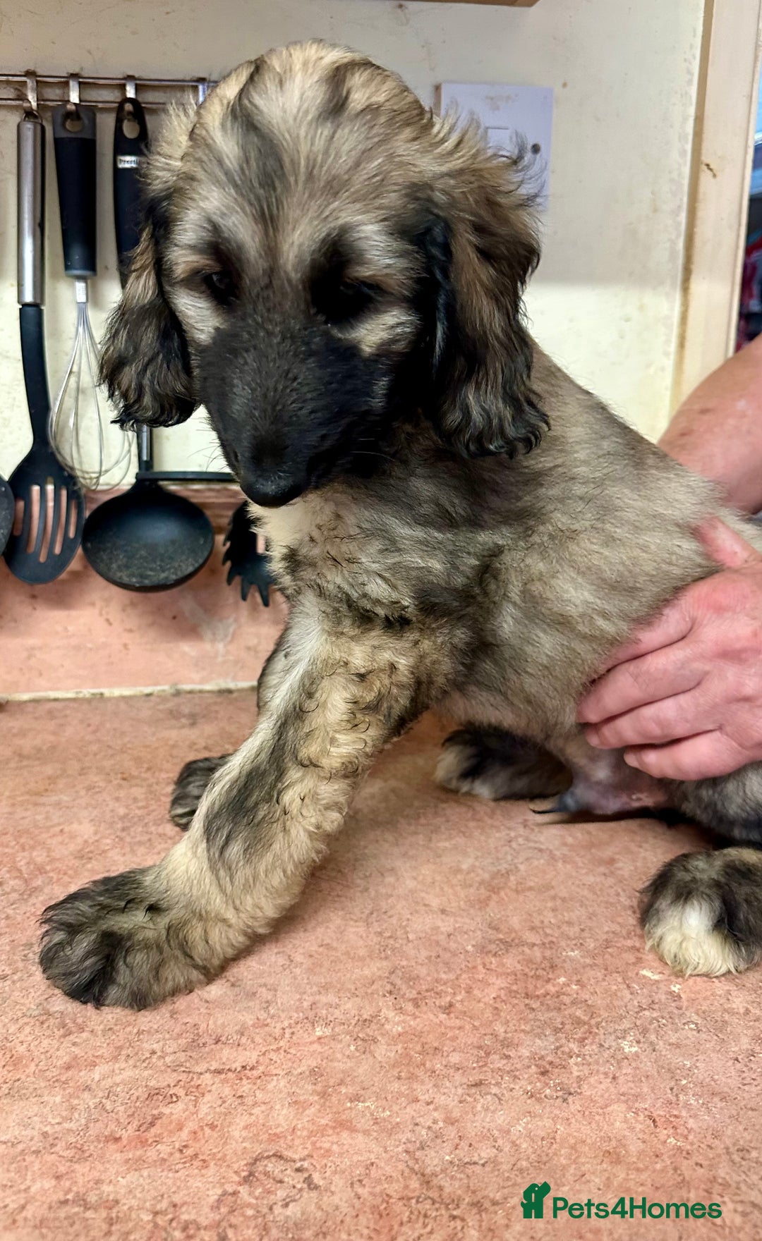Afghan Hound dogs for sale: Afghan Hound Litter  - Image 5