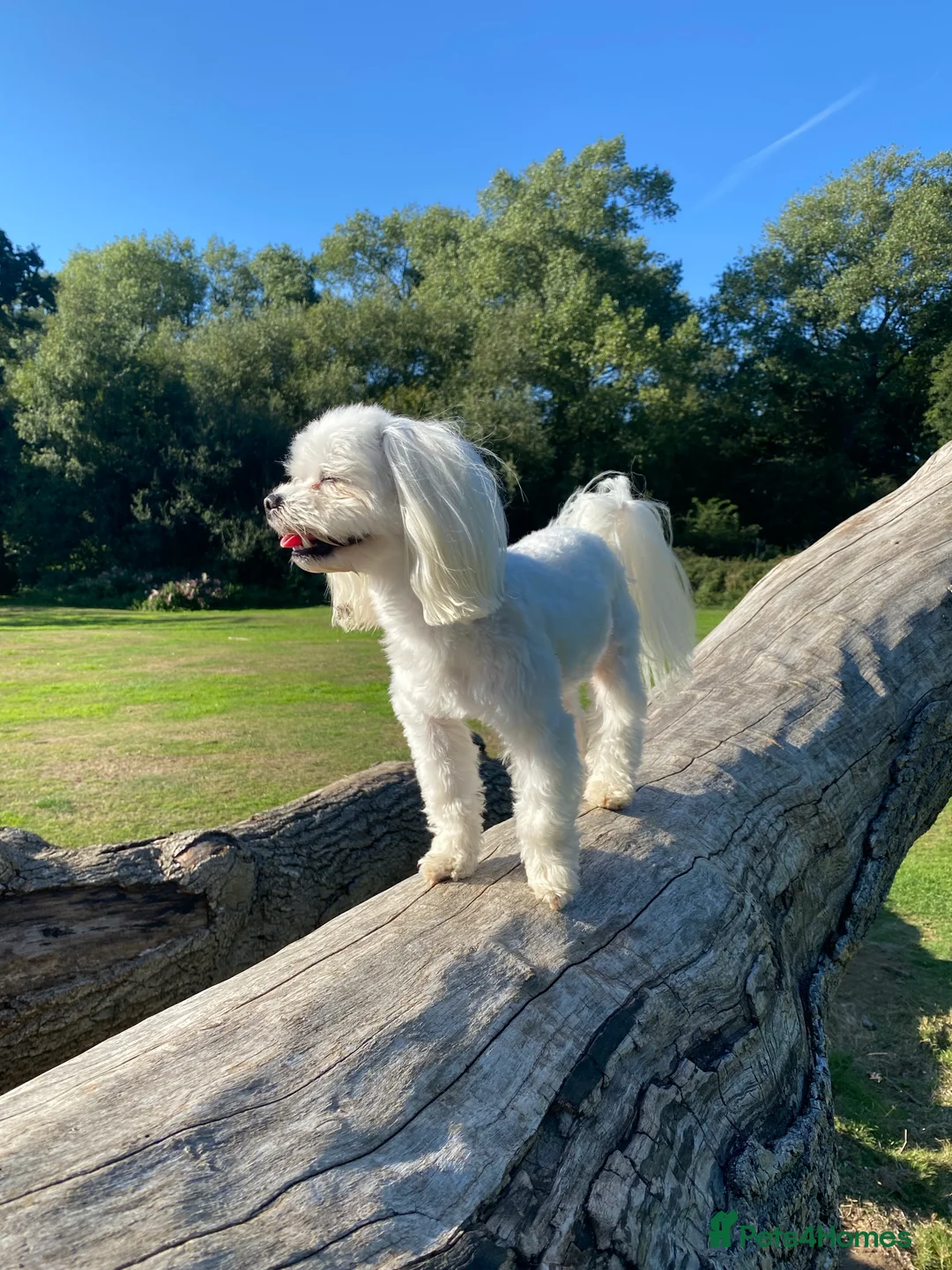 Maltese dogs for stud: beautiful tiny  Maltese boy for stud in Northampton - Advert 3