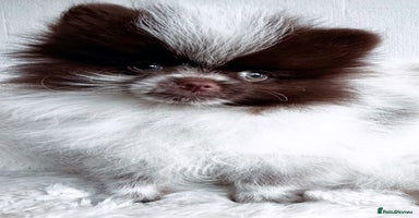 Pomeranian dogs - Advert 13