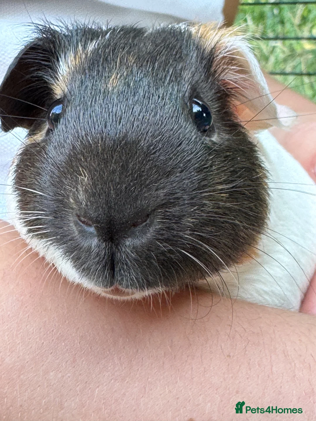 Guinea Pig rodents for sale: Two lovely boy guinea pigs in Heathfield - Advert 2