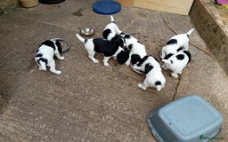 English Springer Spaniel dogs for sale: Working English Springer Spaniel  in Cullompton - Image 3