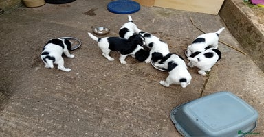 English Springer Spaniel dogs in Cullompton - Advert 3
