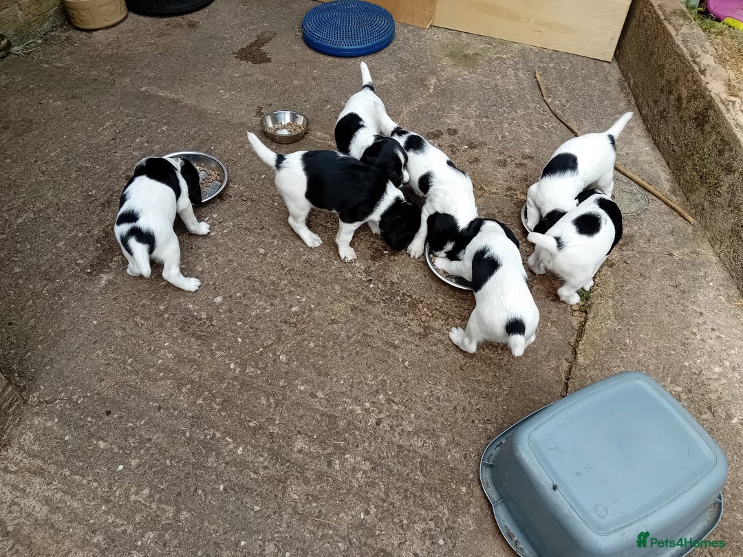 English Springer Spaniel dogs for sale: Working English Springer Spaniel  in Cullompton - Image 3