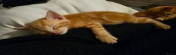Mixed Breed cats for sale: 9 beautiful kittens - Advert 1