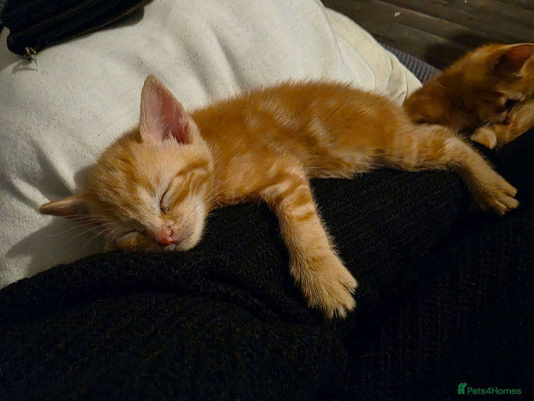 Mixed Breed cats for sale: 9 beautiful kittens - Advert 1