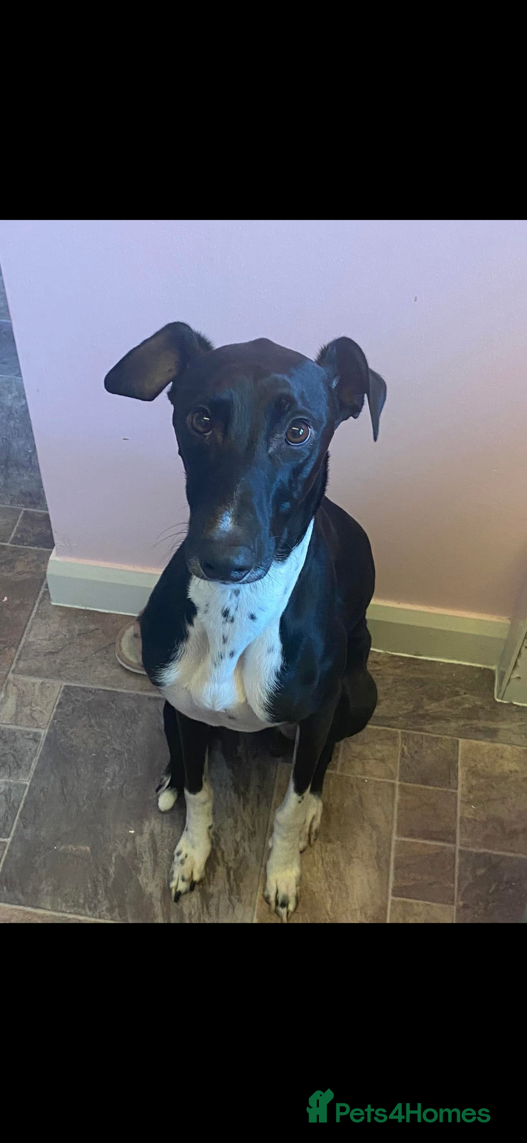 Greyhound dogs for stud: Greyhound stud  - Advert 10