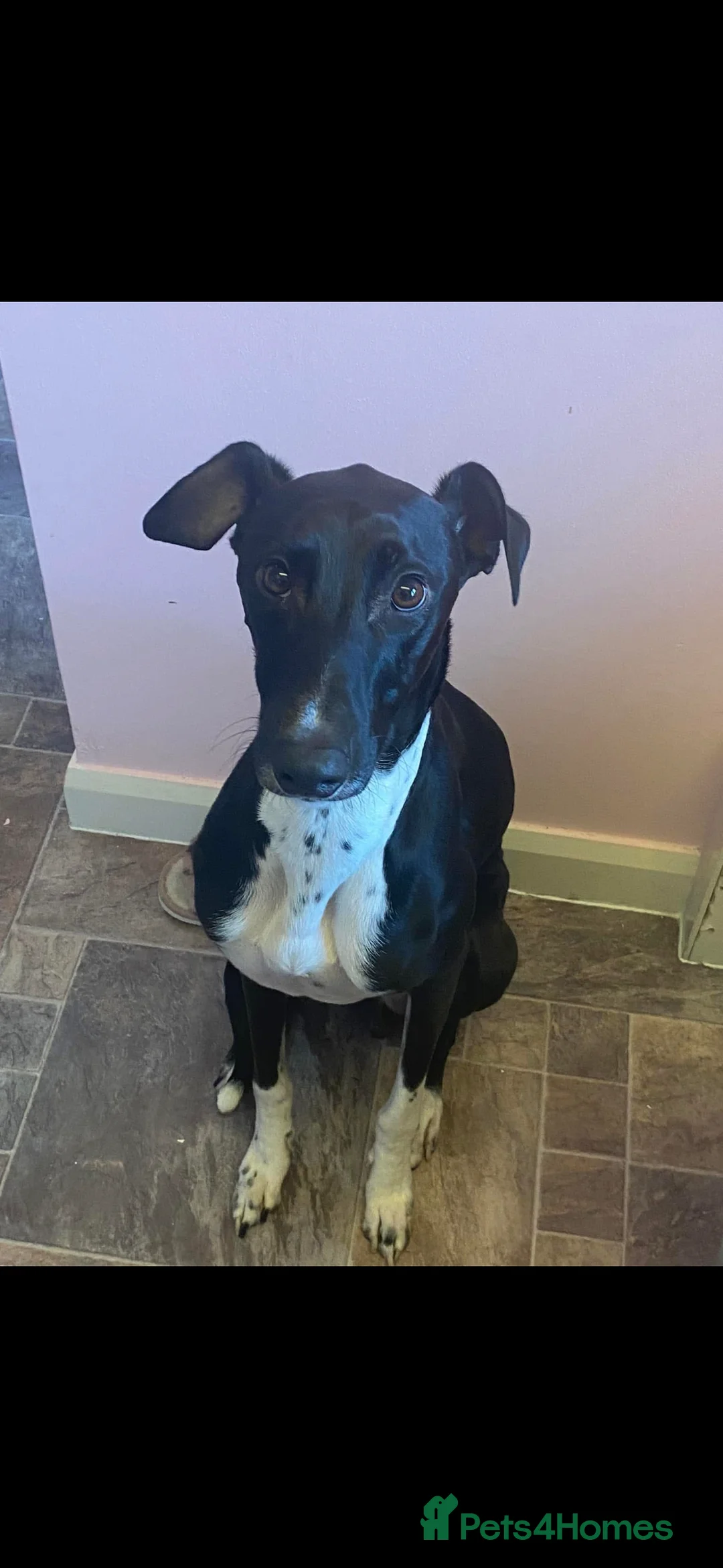 Greyhound dogs for stud: Greyhound stud  - Advert 10