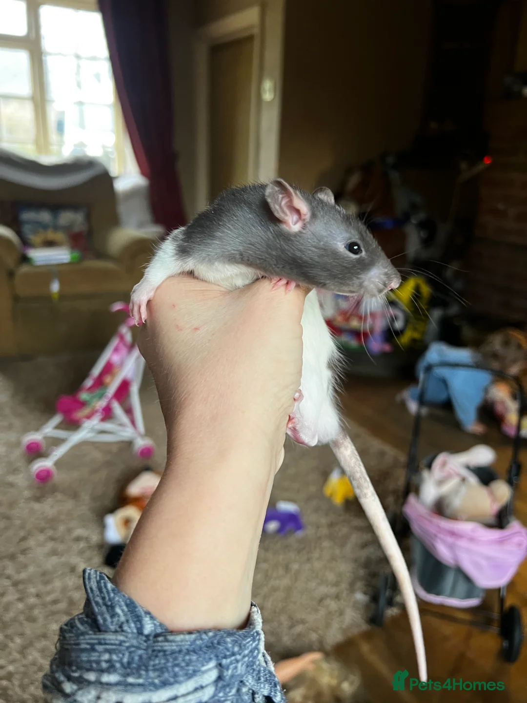 Rat rodents for sale: Dumbo x rats for sale - Advert 10