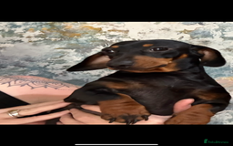 Miniature Dachshund dogs for sale: 2 year old Black and Tan girl  - Image 1