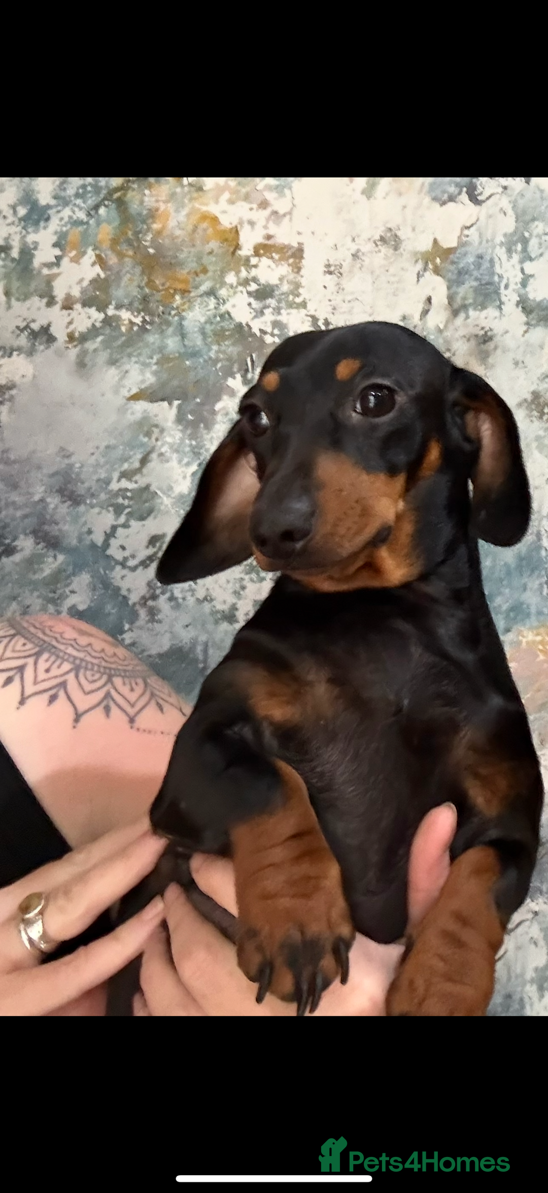 Miniature Dachshund dogs for sale: 2 year old Black and Tan girl  - Image 1