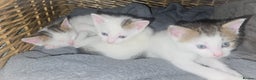 Mixed Breed cats for sale: mixed babies for sale  - Advert 6