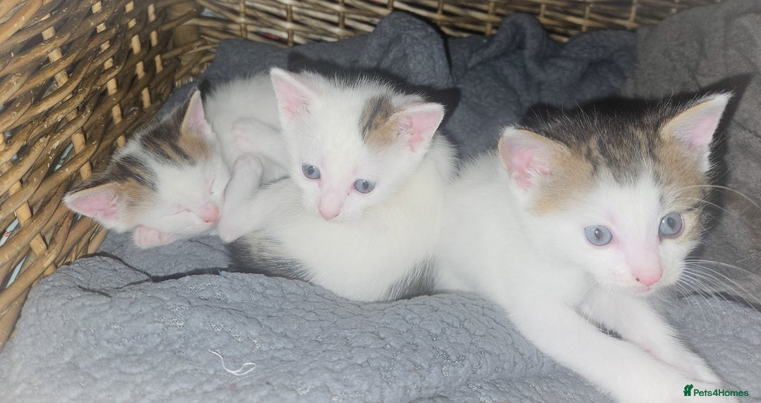 Mixed Breed cats for sale: mixed babies for sale  - Advert 6