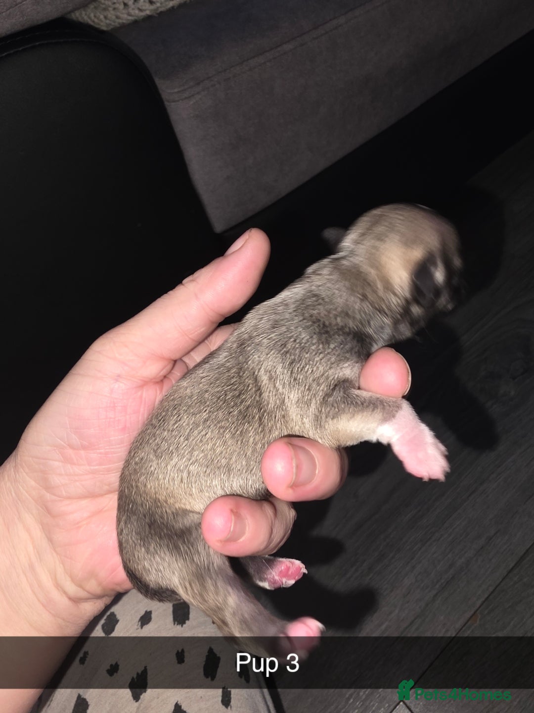 Chihuahua dogs for sale: 4 chihuahua girls - Advert 16