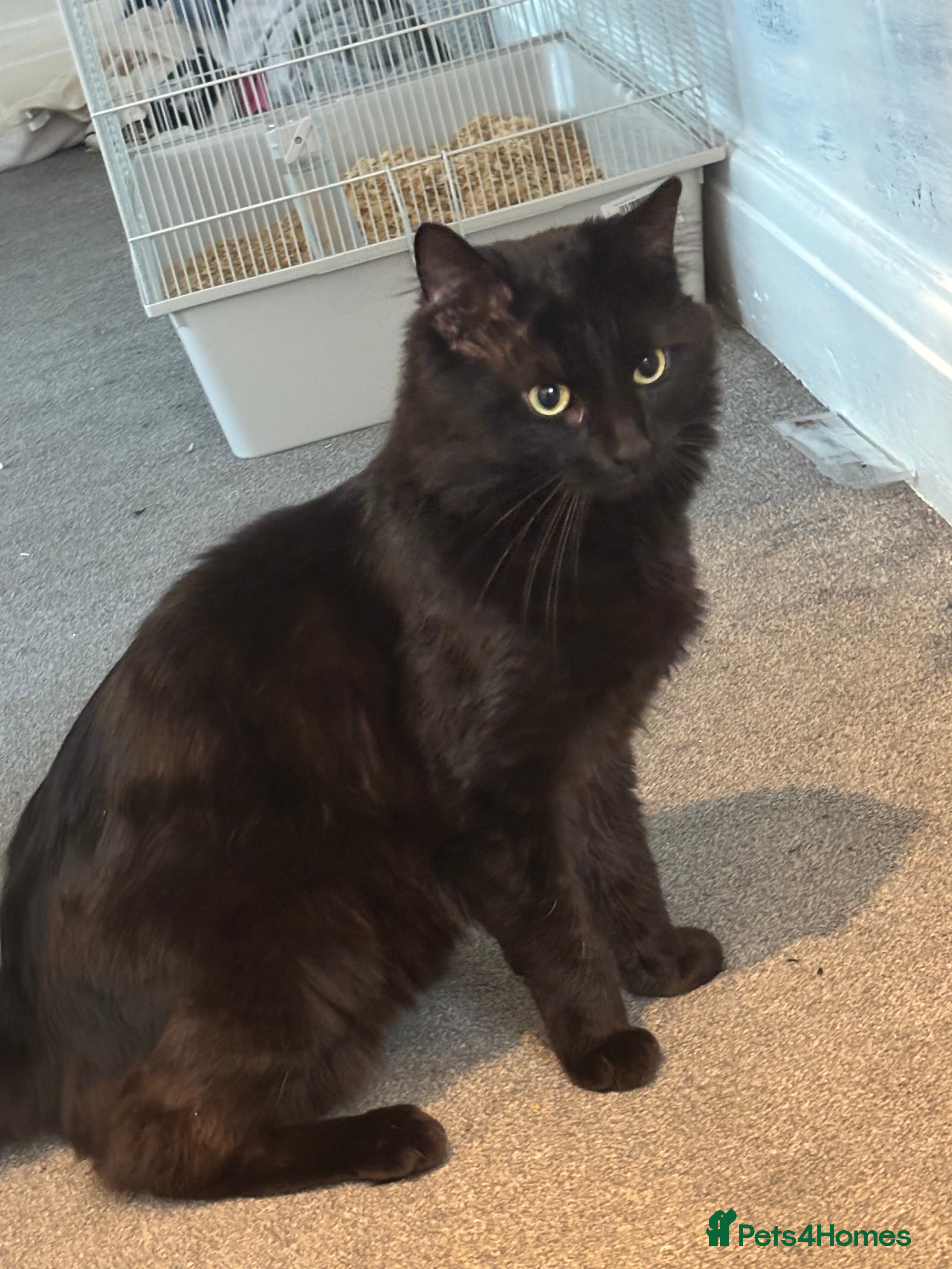 Maine Coon cats Flour - £50 - Advert 19