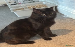 Maine Coon cats for sale: Flour - £50 - Advert 1