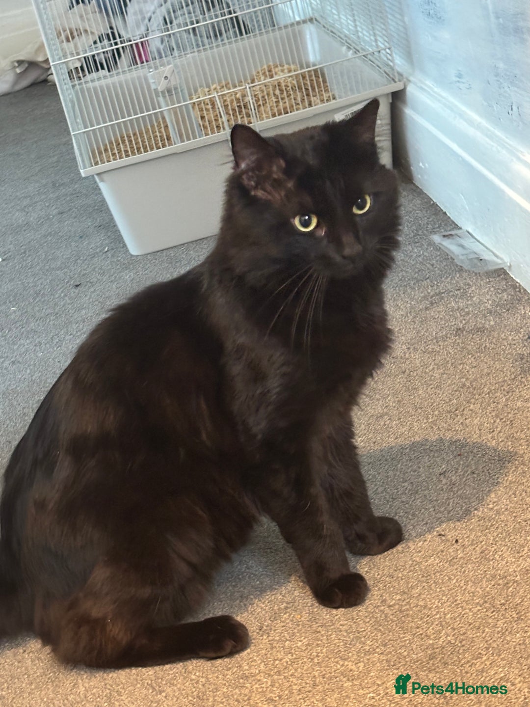 Maine Coon cats for sale: Flour - £50 - Advert 1