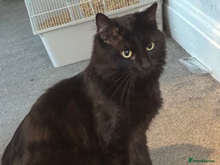 Maine Coon cats Flour - £50 - Advert 2