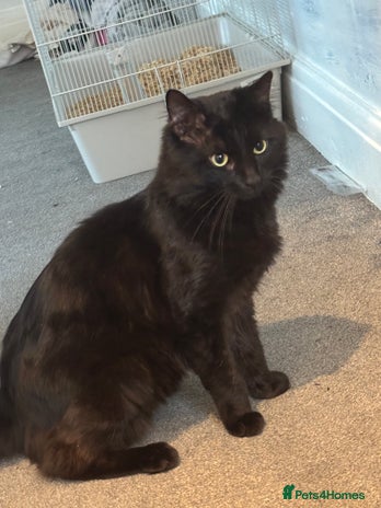 Maine Coon cats Flour - £50 - Advert 2