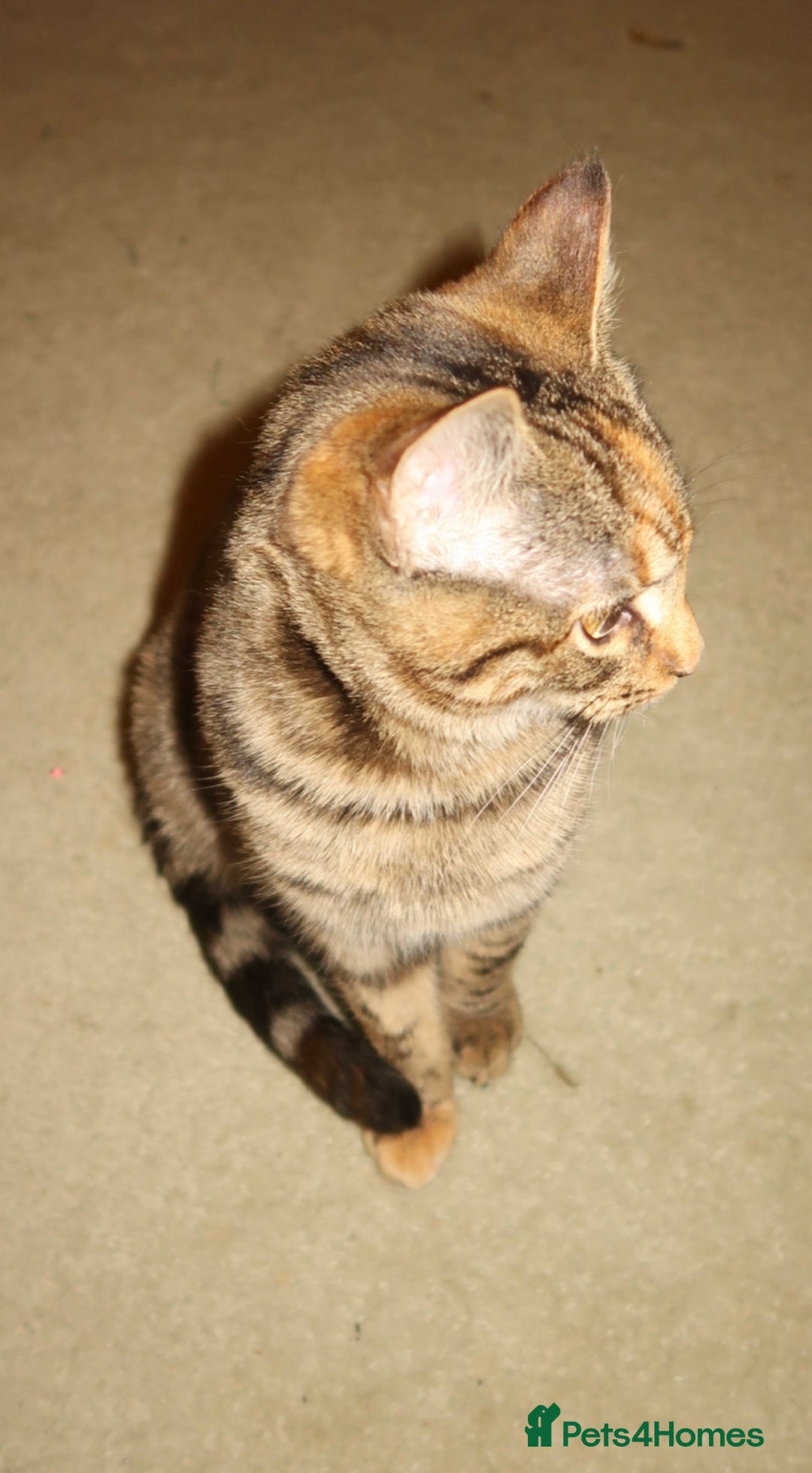 Bengal cats for sale: Mixed bengal kitten - Advert 6