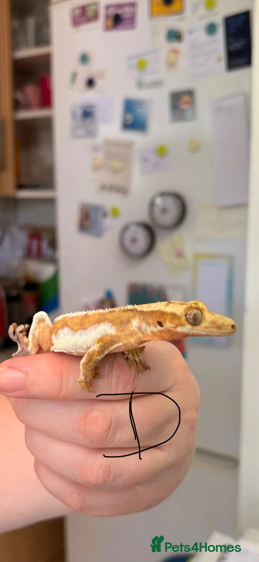 Gecko reptiles for sale: Crested geckos gargoyle geckos various - Advert 10