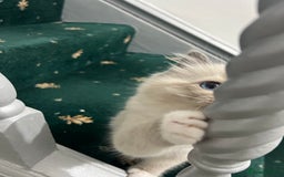 Ragdoll cats for sale: Chocolate bio Ragdoll - Image 3